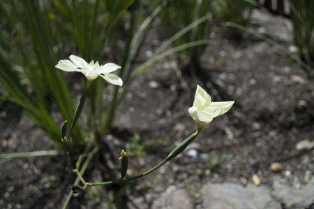 White lilyの写真素材