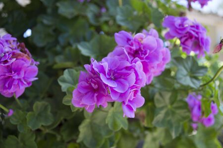 Pink flowersの写真素材