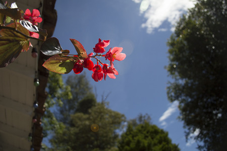 Flowers on the roof of the houseの写真素材