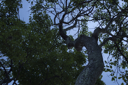 Branches of a treeの写真素材