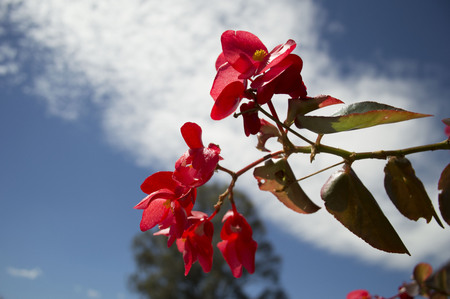 Red flowers in the skyの写真素材