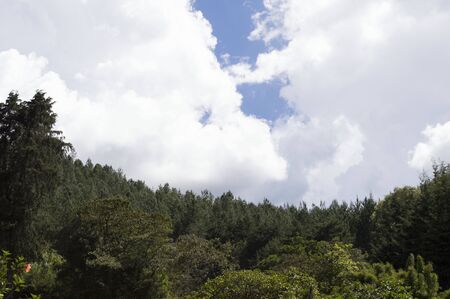 Pine forestの写真素材