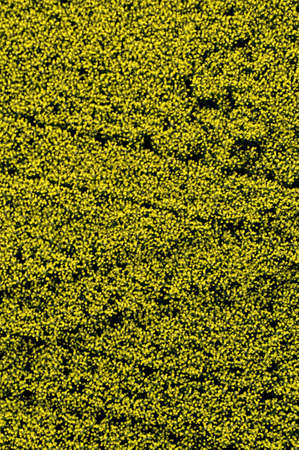 aerialdetail view of yellow rapeseed flower fieldの写真素材