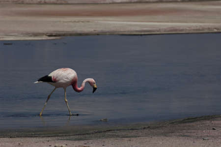 flamingo walking the water in salar de atacama chileの写真素材