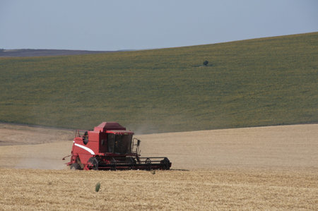red combine harvesting a  wheat field 