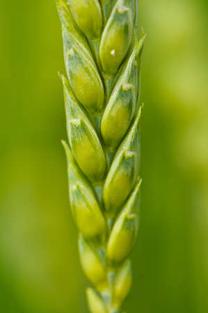 close up macro detail of a green crop earの写真素材