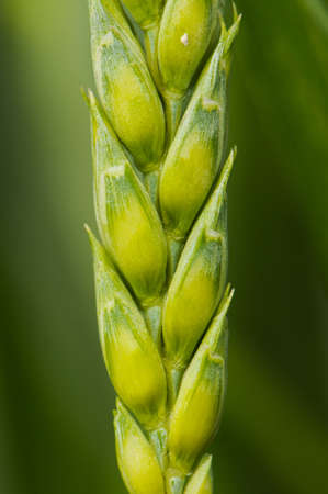 close up macro detail of a green crop earの写真素材