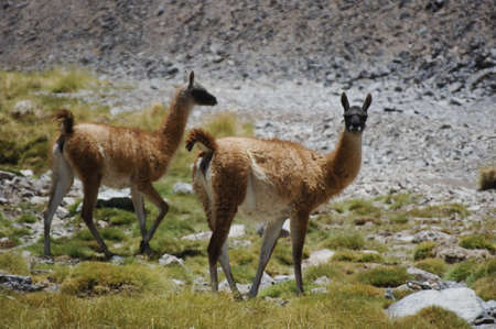  two guanacos (lama guanicoe) in andes mountains south americaの写真素材