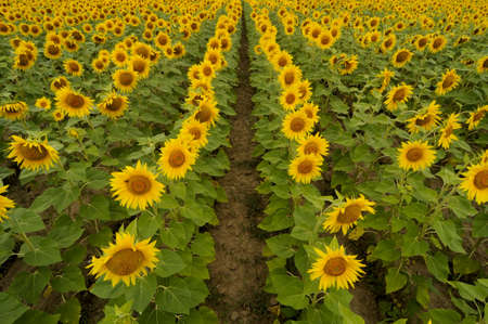 view of clean blooming sunflowers field の写真素材