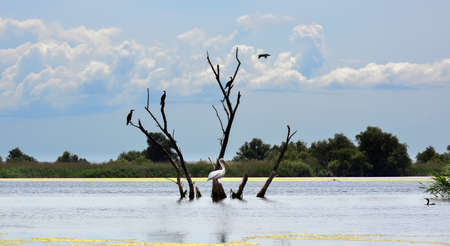 pelican and cormorans on a dead tree in the Danube Delta waters, Romaniaの写真素材