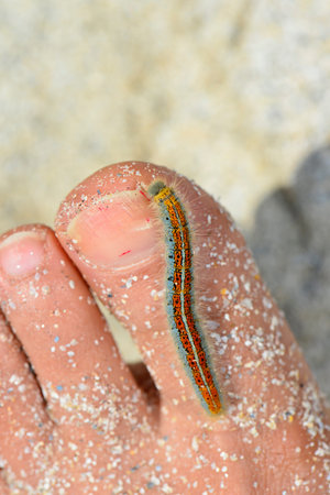 beautiful colorful caterpillar crawling on human toe at sand beach