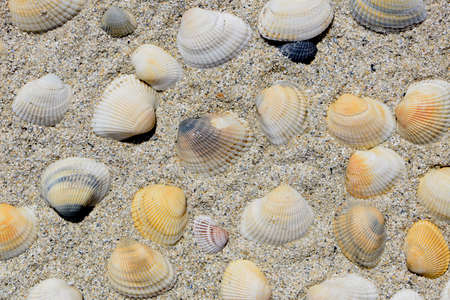 cluster of colorful seashells in beach sandの写真素材