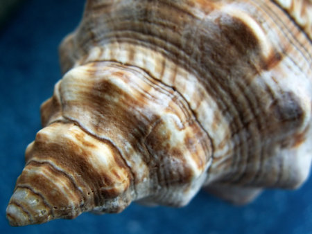 sea snail detailの写真素材