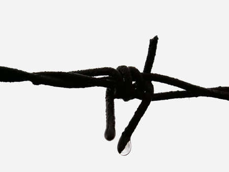 Barbed wire detailの写真素材