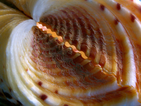 Shell in shape of heart
