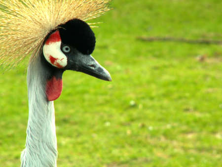 exotic birdの写真素材