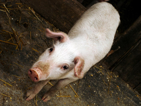 White farm piglet (Sus scorfa) in diagonal position
