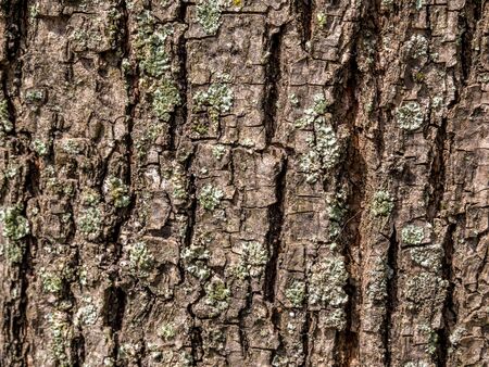 Bark tree texture background.の写真素材