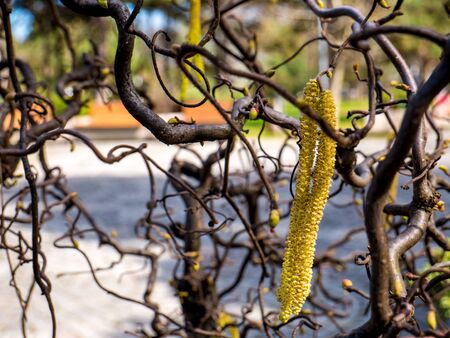 Smooth Alder in the early spring. Blossom of Alnus Serrulata (hazel alder).の写真素材