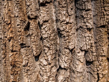 Bark tree texture background. Old tree skinの写真素材