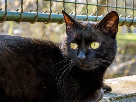 Stray black cat under a fence in the park.の写真素材