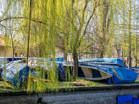 Pile of old blue fishing boats under a willow tree. Worn out boats on the grass.の写真素材