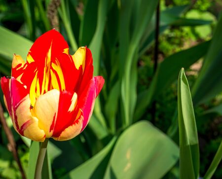 Single tulip with green leaves on the background. Beautiful yellow and red colored tulip.の写真素材