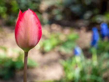 Single rose tulip bud. Isolated tulip bud with fresh flowers and soil in the background.の写真素材