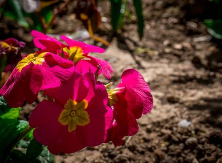 Close up with a pink primerose flower in the spring. Pink primula vulgaris flower in the garden.の写真素材