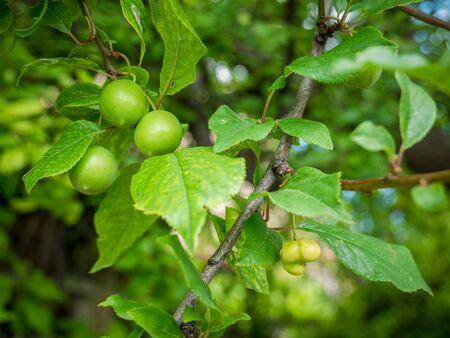 Unripe green mirabelle hanging from a branch. Fresh plum tree with fresh green leaves and blurred background.の写真素材