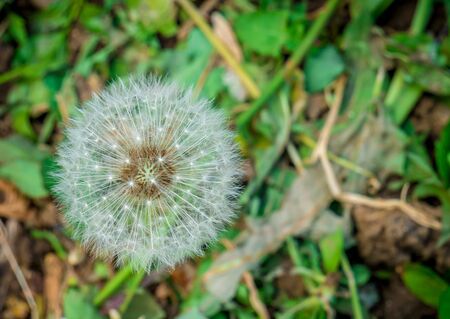Beautiful dandelion against green background. Close up with a dandelion flower.の写真素材