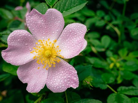 Close up of pink bloom Woods' Rose. Rosa woodsii or wild rose with water droplets on petals.の写真素材