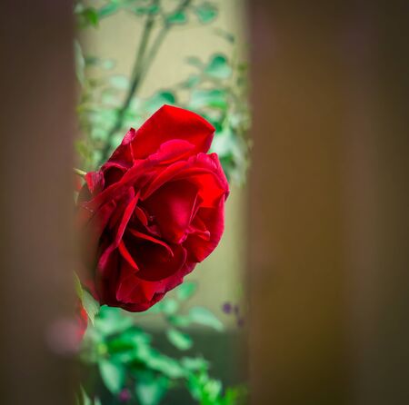 A single red rose seen through the boards of a fence.の写真素材
