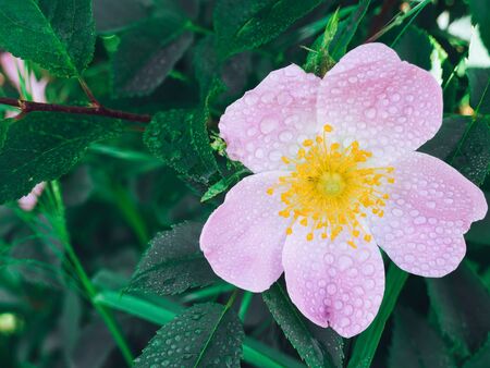 Close up of pink bloom Woods' Rose. Rosa woodsii or wild rose with water droplets on petals.の写真素材