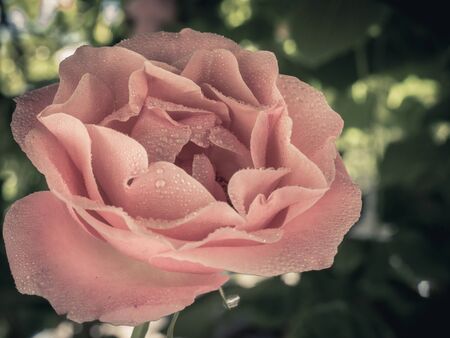 Beautiful pink rose with waterdroplets or rain drops and blurred background.の写真素材