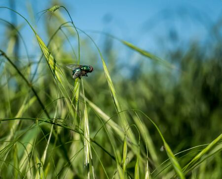 Common green bottle fly (Lucilia sericata) standing on a blade of fresh grass with blurred sky in the backgroundの写真素材
