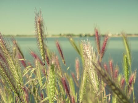 Close up of green ears of triticale with a lake and the sky in the background. Spring, summer landscapeの写真素材