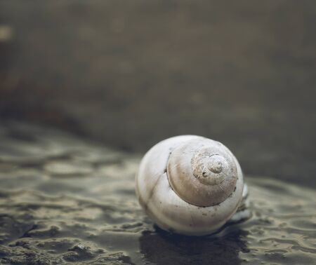 Single isolated snail shell on the shore of a lake. Spiral shell in the water.の写真素材