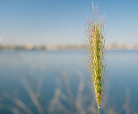 Single green golden ear triticale with a lake and sky in the background.の写真素材