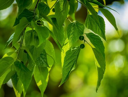 Fresh green leaves with fruits hanging from the tree.の写真素材