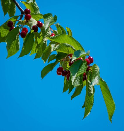 Branch filled with cherries. Green fresh leaves and fruits on a blue background.の写真素材