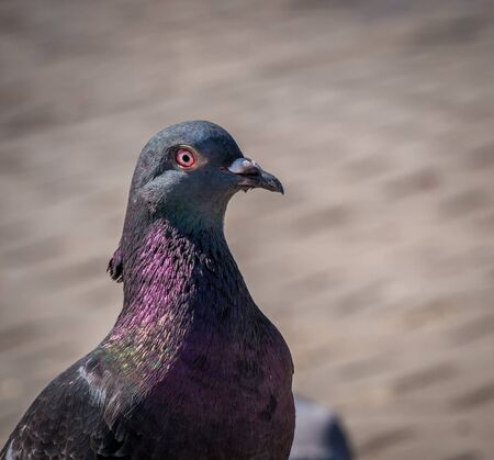 Close up wit a feral pigeon (Columba livia domestica).の写真素材