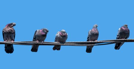 5 pigeons sitting on electric wires or cable. Feral pigeon (Columba livia domestica) against blue sky.の写真素材