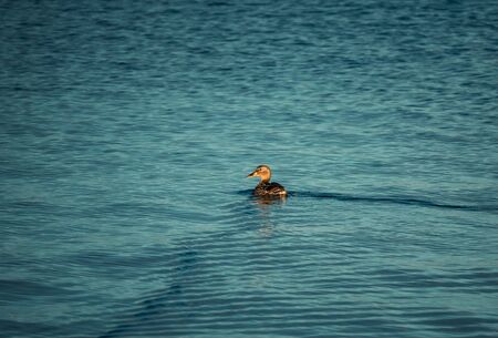 Single Mallard duck on the surface of the water. Isolated wild duck swimming on a lakeの写真素材