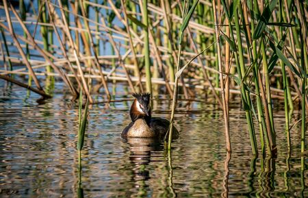 Great crested grebes (Podiceps cristatus) swimming on a lake through reedsの写真素材