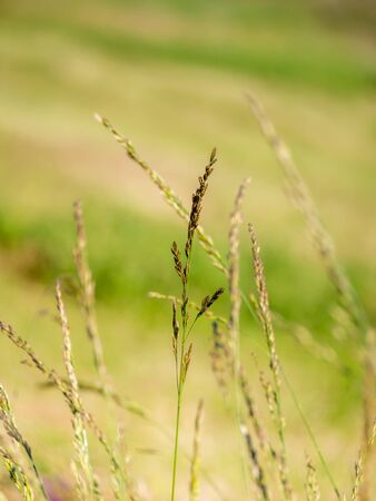Green blade of grass against blurred or defocused background.の写真素材
