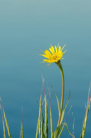 Wild yellow flower at the edge of a lake.. Small yellow flower with blurred backgroundの写真素材