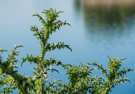Cirsium spinosissimum plant. Green spiky leaves with blue water in the backgroundの写真素材