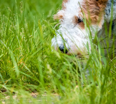 Close up shot of a cute fox terrier dog between among blades of grass.の写真素材
