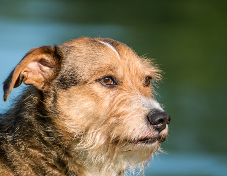 Beautifull mixed breed or cross breed dog in a park. Close up with a dog's head.の写真素材